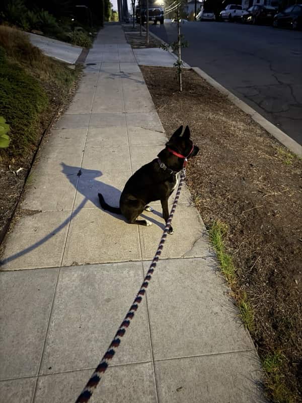 A picture of a black dog named Bowie sitting, taken on September 16 2025 at 6:02 am